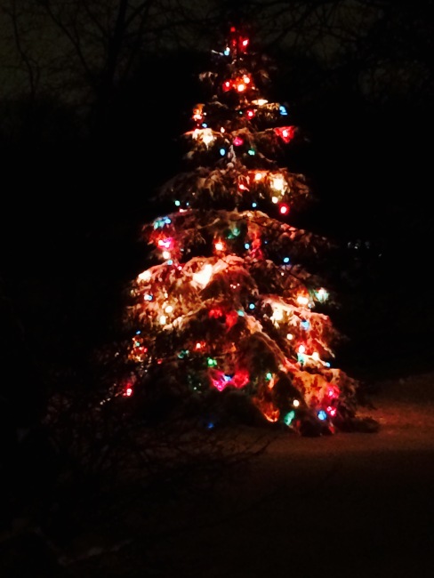Christmas tree (outdoor)